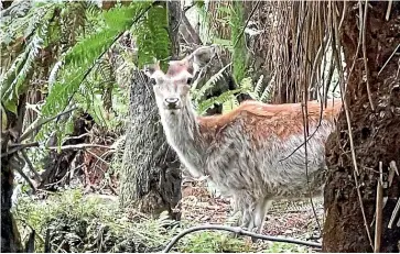  ??  ?? You might encounter deer in the forest near Waipati Beach.