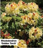  ?? ?? Rhododendr­on ‘Golden Torch’