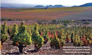  ?? ?? Garnacha bush vines on Palacios Remondo’s La Montesa vineyard in the foothills of Monte Yerga