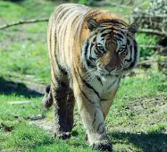  ??  ?? La novità Qui a fianco, Botsman, il nuovo giovane maschio di tigre siberiana, 250 chili di maestosità, arrivato dall’estonia Sopra, safari al parco Natura Viva