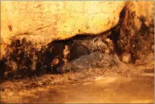  ?? STEVE MAXWELL ?? Mould like this is not uncommon in basement corners. Any registered fungicide will kill mould without pre-cleaning.