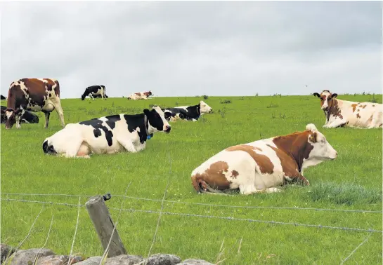  ??  ?? Cliff Salt captured these cattle “chilling out” at Ipstones.