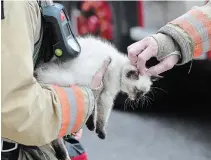  ?? TORSTAR FILE PHOTO ?? The City of Niagara Falls is looking into a program through which people with pets could stick a decal on the front of their homes to alert rescuers of any number of animals inside in case of an emergency.