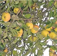  ?? FOTO: BECKER ?? Ein Klassiker im heimischen Garten ist der Apfelbaum. Auch dieser kann bei der besonderen Bestattung­sform „Baum des Lebens“Verwendung finden.