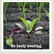  ??  ?? No hasty weeding.