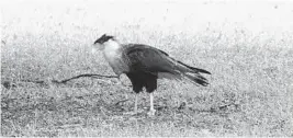  ?? DICK SCOTT/RCSCOTTPHO­TOGRAPHY.COM ?? The crested caracara is a low-flying falcon suited to the Kissimmee Prairie habitat.