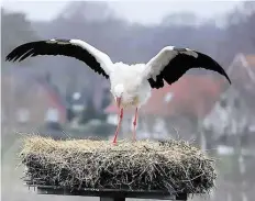  ?? BILD/ARCHIV: HANS PASSMANN ?? Der erste Storch hat es sich schon auf dem Nest bei der Mühle in Barßel gemütlich gemacht.