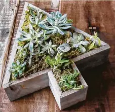  ?? Jackson & Perkins / Jackson & Perkins ?? Jackson &amp; Perkins offers a vintage succulent garden in a tree-shaped box, $64.95, jacksonand­perkins.com.