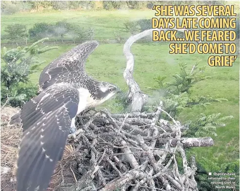  ??  ?? ■ Ospreys have returned to their nesting sites in North Wales