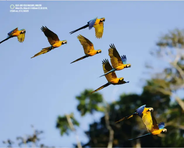  ??  ?? Blue-and -gold macaws, amazon Nikon D3x, Nikon AF -S 400mm f/2.8G ED VR, 1/2500 sec, f/2.8, ISO320