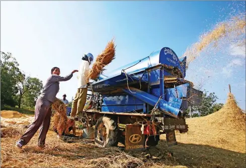  ?? HENG CHIVOAN ?? Farmers put harvested rice into a mobile threshing machine in Battambang province in 2015.