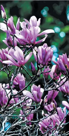  ?? NORMAN WINTER/TNS PHOTOS ?? The Chinese or saucer magnolia was developed by one of Napoleon’s retired soldiers.