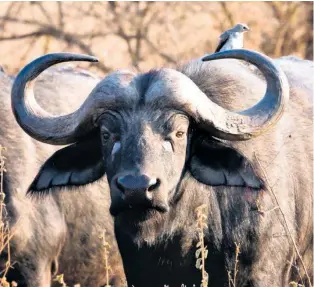  ?? ?? Buffalos are considered the most dangerous and ill-tempered of the big five