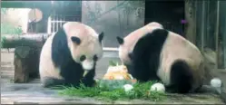  ??  ?? Cheng Jiu and Shuang Hao eat an ice cake prepared by Zhang for their birthday at Hangzhou Zoo, Zhejiang province.