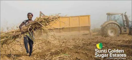  ??  ?? Harvesting sugarcane in Sunti, Niger State