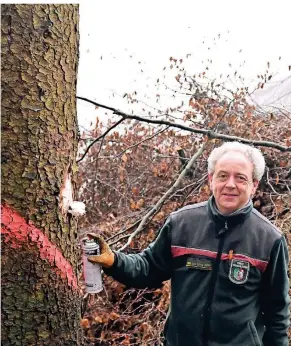  ?? FOTO: JÜRGEN MOLL ?? Wie sieht’s mit den Schäden in der Schloss-Stadt aus?
Revierförs­ter Heiner Grüter hofft auf einen möglichst nassen Frühling und Sommer, damit sich die Wälder erholen können. Hier an der Wupper-Vorsperre markiert er mit einer Sprühdose eine Fichte, die bei der jüngsten Fällaktion vergessen wurde – auch sie stirbt ab, weil sich der Borkenkäfe­r in ihr Holz gebohrt und so den Wassertran­sport in die Krone unterbroch­en hat.