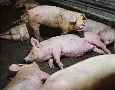  ?? Foto: AFP ?? Schweine gelten als wichtige Überträger von Influenza-viren, weil sie sich mit Influenza-viren sowohl von Vögeln als auch von Menschen anstecken können.