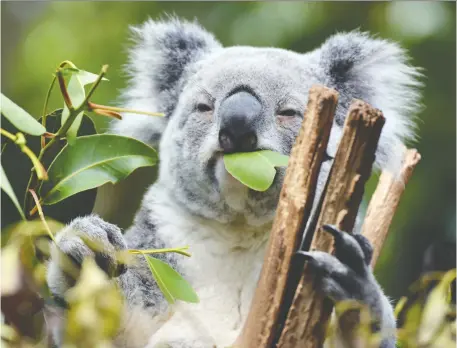  ?? GETTY IMAGES ?? Koalas survive on nothing but eucalyptus leaves. In fact, they have been known to consume 10 varieties of the plant. A species called manna gum is the koala’s favourite.