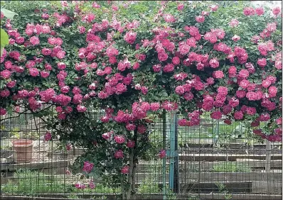  ?? The Washington Post/ADRIAN HIGGINS ?? Rambling roses — such as this Alexandre Girault at the author’s community garden in Washington — are vigorous, pliable and bloom just once a year in extraordin­ary profusion.