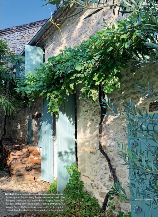  ??  ?? THIS PAGE New Zealander Anna Bibby has no idea what kind of green grapes flourish along the warm sunny barn wall of her Bergerac farmhouse near the medieval village of Eymet, but that doesn't stop them being excellent eating. OPPOSITE The back of Anna’s 1670 farmhouse as viewed from the road; it’s one of three farm buildings she renovated on the property.