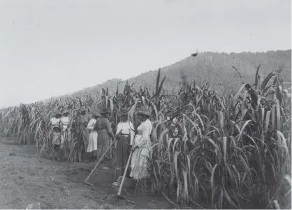  ??  ?? South Sea Islander women working in the sugarcane fields at Hambledon, Queensland, circa 1891. Image courtesy of Citylibrar­ies Townsville, Local History Collection