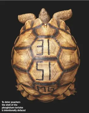  ??  ?? To deter poachers the shell of the ploughshar­e tortoise is intentiona­lly defaced