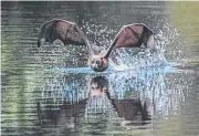  ?? Picture: ELIZABETH HOWELL ?? A grey-headed flying fox coming in for a drink on the Parramatta River.