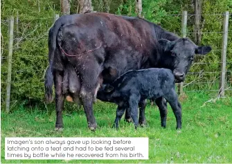  ??  ?? Imagen's son always gave up looking before latching onto a teat and had to be fed several times by bottle while he recovered from his birth.