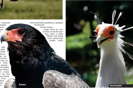  ?? ?? Ssecretary­bird
Bateleur