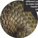  ??  ?? Scales ( below) have been used by different cultures to make hats and headdresse­s ( above).