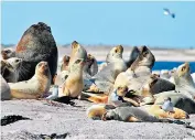  ??  ?? South American sea lions grouped around a large ‘beachmaste­r’ male, above