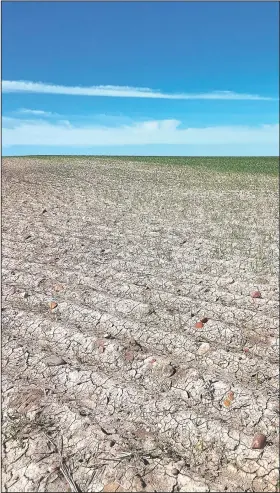  ?? (Phillips County Extension Agency/Marko Manoukian) ?? A wheat field damaged by grasshoppe­rs near Malta, Mont.