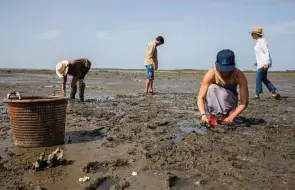  ?? Janet “Gogo” Ferguson, from left, Corey Hunter, Hadley Ferguson and Mary Ferguson dig for clams on Cumberland Island. NYT ??