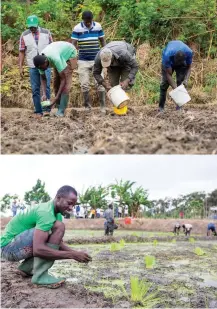  ?? ?? Above: African farmers apply fertiliser to their crops.