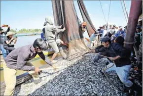  ?? HONG MENEA ?? Fish caught in the Tonle Sap River during prahok season on December 19.