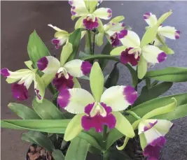 Orquídea-limão (Eplc. Mae Bly 'Ching Hua Splash') - PressReader