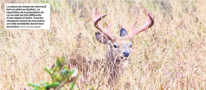  ?? PHOTO JULIEN CABANA ?? La saison de chasse du chevreuil bat son plein au Québec. La répartitio­n de la population de ce cervidé est très différente d’une région à l’autre. Tous les chasseurs rêvent de rencontrer un mâle semblable durant leur excursion.