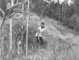  ??  ?? More or less five river crossing will be passed by along the way and just before the end of the trek, you’ll pass by the City ENRO Magarwak Nursery where wildlings (not the GOT wildlings from the other side of the wall — I swear) are collected and grown for future transplant­ing. The kind sirs from City ENRO said that there are sightings of the White-breasted Sea Eagle couple in the area. One of them even took us to the tower where we can see their huge nest and advised us to come early in our next visit to spot it!