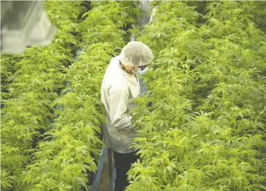  ?? SEAN KILPATRICK / THE CANADIAN PRESS FILES ?? One cannabis law expert says appealing the Canada Revenue Agency's $434,611 fine will be an uphill battle for Canopy Growth because there are a number of “challenges” with their arguments against the tax agency.