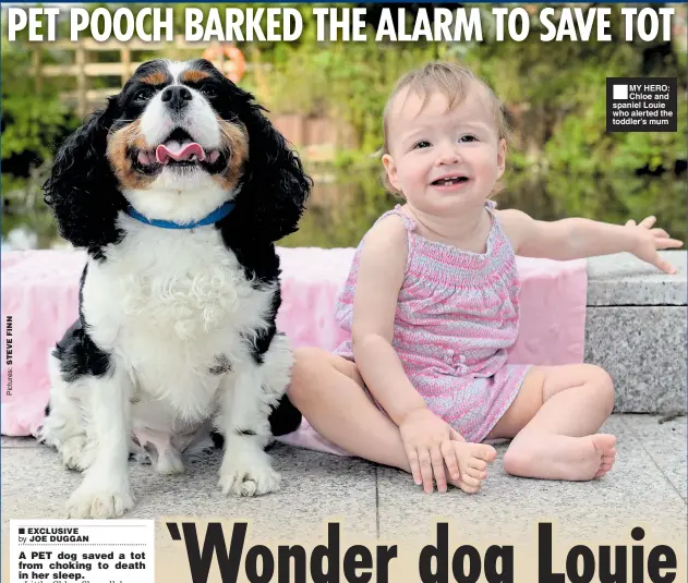  ??  ?? ■MY HERO: Chloe and spaniel Louie who alerted the toddler’s mum