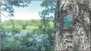  ?? JANET PODOLAK FOR THE NEWS-HERALD ?? Fairies must use a ladder to climb to this Fairy Door on a tree on Fordham’s Island. Children can join a scavenger hunt to find all 30 Fairy Doors scattered around the Holden Arboretum.