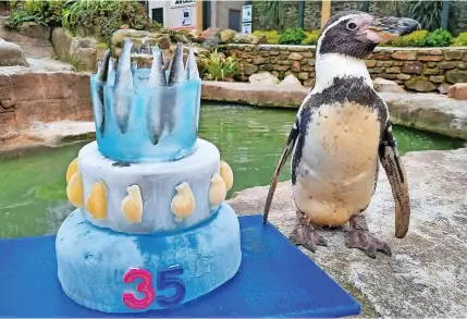  ?? ?? 6Spneb enjoy a special fish cake for her birthday, prepared by her proud keeper Archie, left
Paradise Park/SWNS