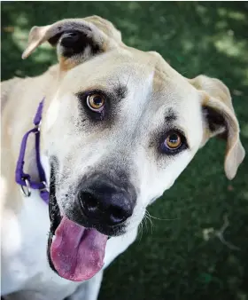  ??  ?? Dogs' hearing is quite sensitive, thus they are especially prone to loud noises such as fireworks displays. Doughboy (below) found a forever home, thanks to the Gulf Coast Humane Society.