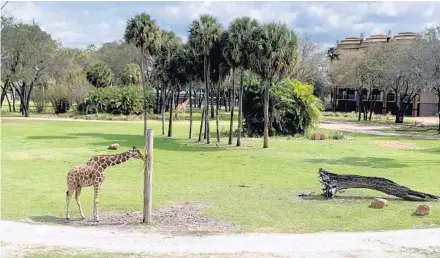  ?? KATHLEEN CHRISTIANS­EN/ORLANDO SENTINEL PHOTOS ?? A giraffe enjoys a snack in the savanna outside Sanaa.