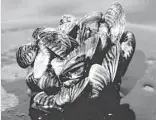  ?? U.S. Department of Agricultur­e ?? Zebra mussels