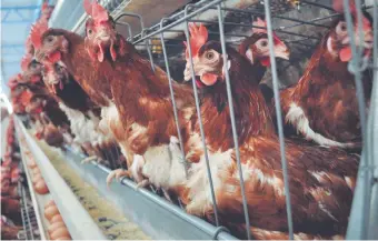  ??  ?? La nutrición de las aves dedicadas a la producción de huevos debe coincidir con la genética y su tabla de requerimie­ntos. Pero a esto debemos sumar la planificac­ión financiera en la producción para lograr el éxito.