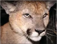  ?? COURTESY OF NATIONAL PARK SERVICE ?? Male mountain lion P-89 is seen in a 2021 photo. The 2-yearold was found dead on the side of the 101 Freeway in Woodland Hills on Monday after being struck by a vehicle.