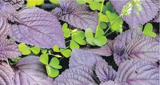  ?? PHOTOS: DAVE SIDAWAY/MONTREAL GAZETTE ?? A city street find on a walk with chef John Winter Russell: purple-leafed shiso mixed with wood sorrel. The purple leaves taste like a cross between mint and anise. Below: milkweed “broccoli.” The tight pinkish clusters of flower buds atop the...