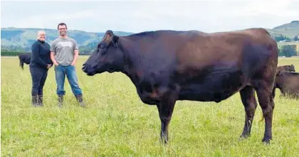  ?? Photo / Shawn McAvinue ?? Tara Hills Farm Wagyu owners Rachael Powell and Shaddon Waldie inspect a 6-year-old Wagyu cow, their favourite in their herd on the Taieri.