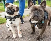  ?? Picture: GETTY ?? Top target...French bulldog, right, with a pug